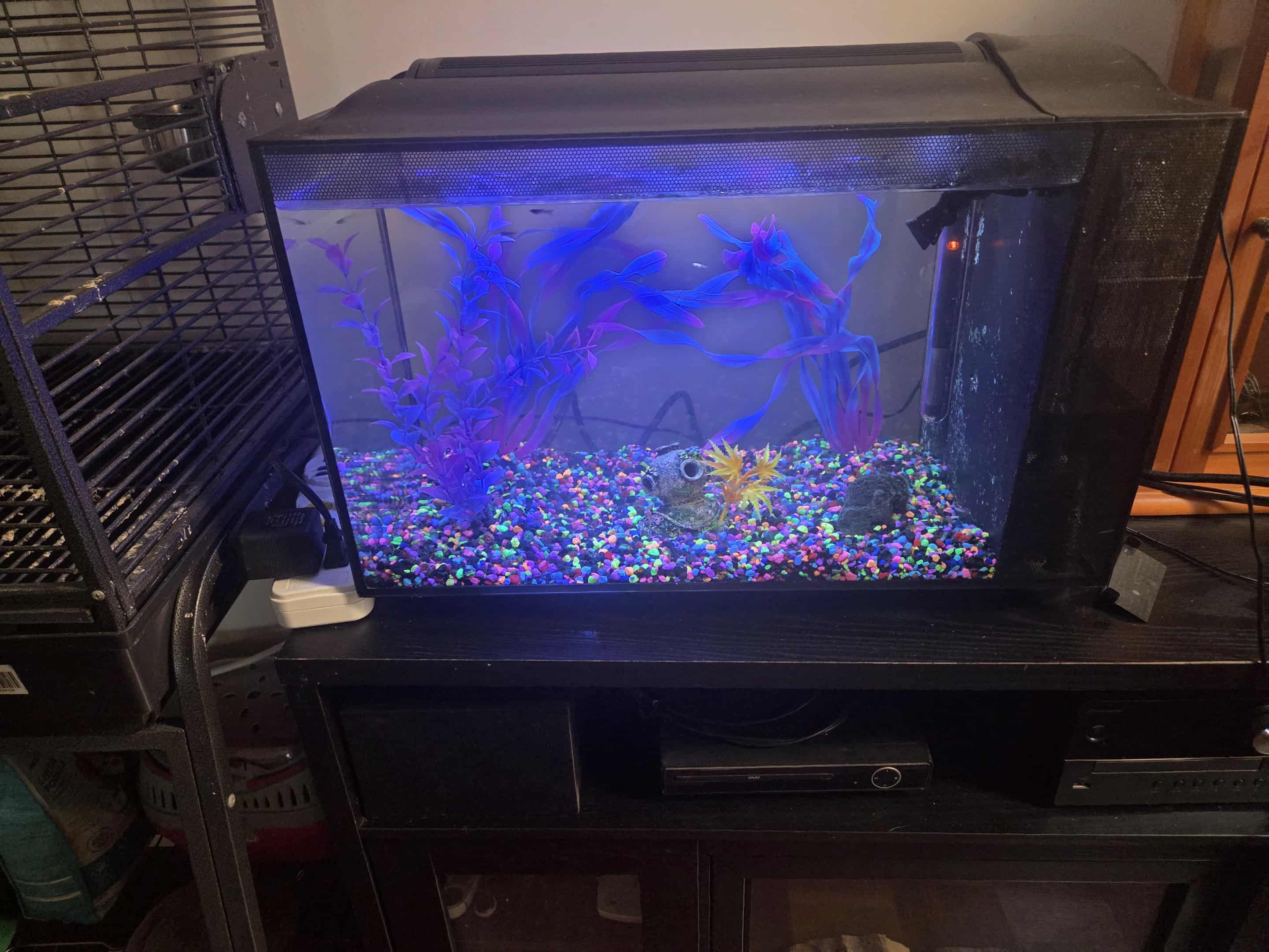 Guppy Tank maintenance